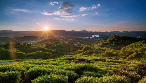 簡小葉土樓茶｜云水土樓紅