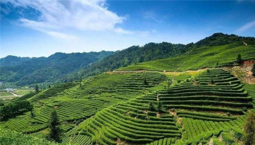 愛生活 愛簡小葉|來自福建高山深處的簡小葉食品